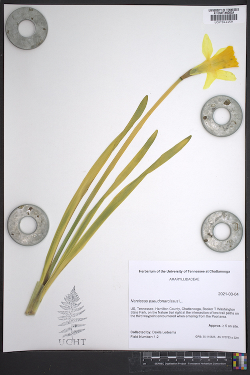 A pressed yellow daffodil with long green leaves is mounted on a labeled sheet. Metal washes secure the specimen.