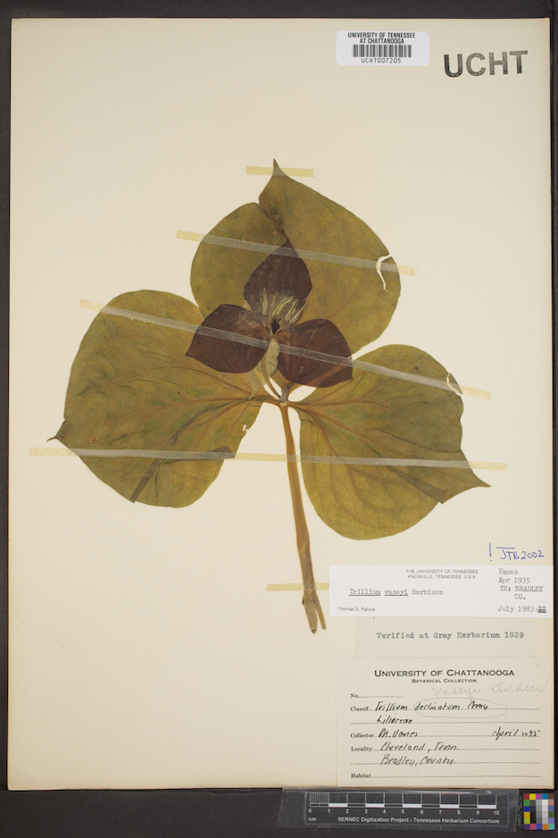 A pressed plant specimen with a long stem and three large oval leaves, displayed on white, labeled paper.