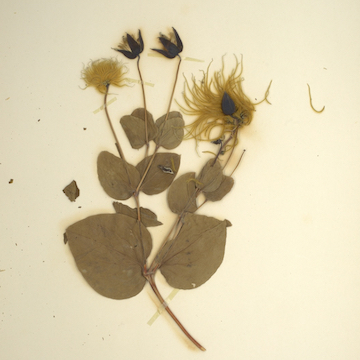 A pressed plant specimen with yellow flowers and broad leaves is displayed on white paper.