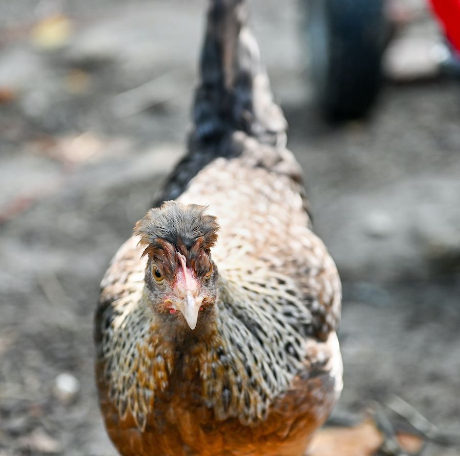 A close-up of a brown hen with black-tipped feathers, standing on a blurred, earthy background.