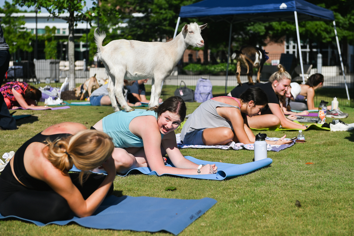 Students participate in Goat Yoga on Chamberlain Field during fall semester Welcome Week activities.