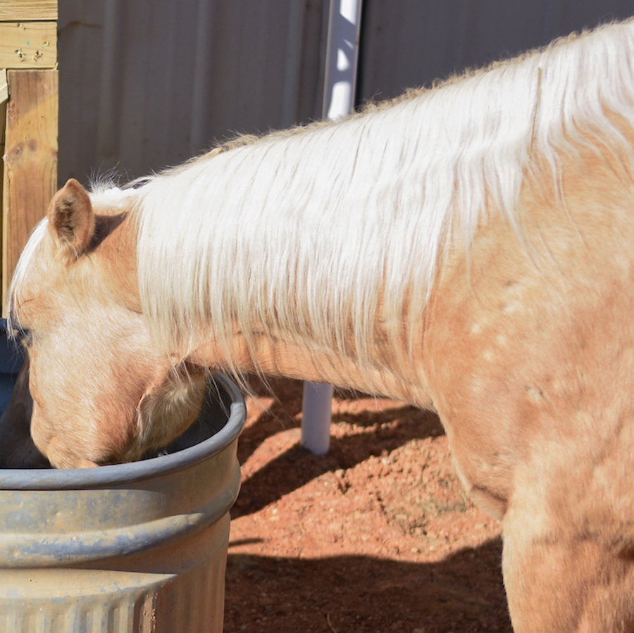 A palomino horse with a white mane drinks from a metal trough in a sunlit outdoor area.