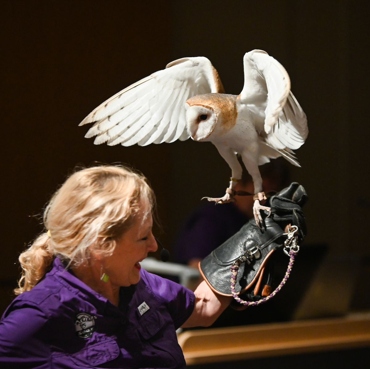 Bob the Barn Owl