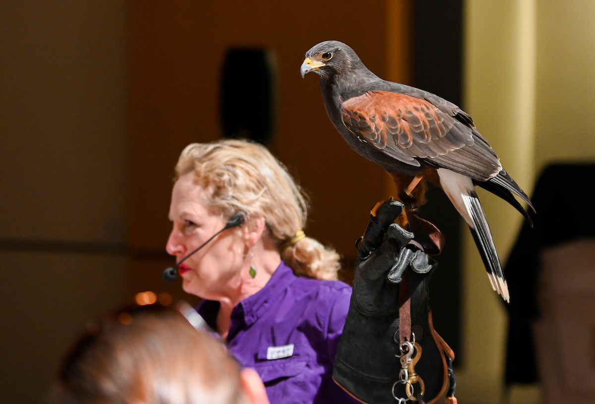 Zeke the Harris Hawk.