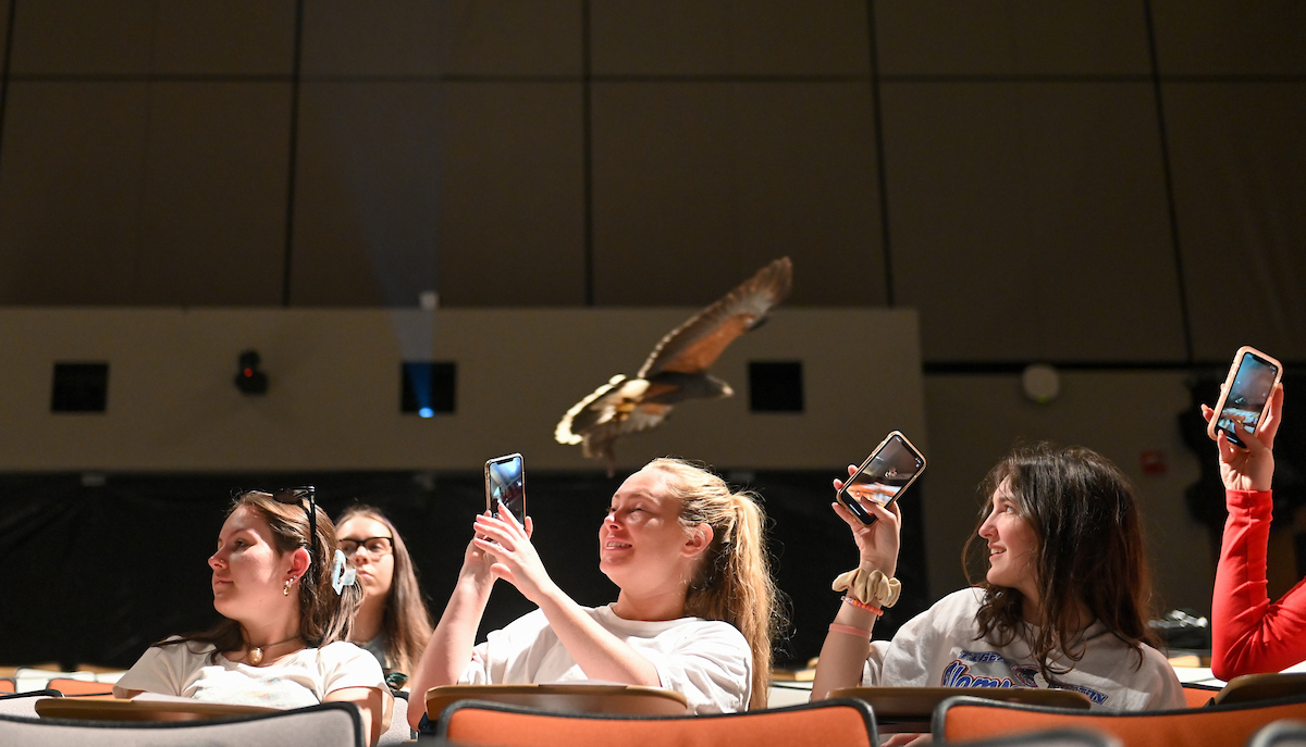 Zeke the Harris hawk.