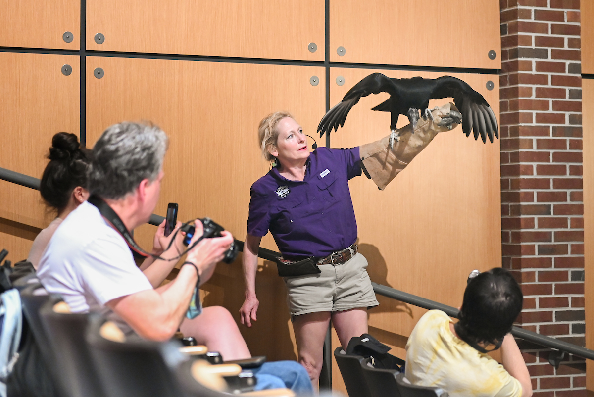 Kacey the black vulture.