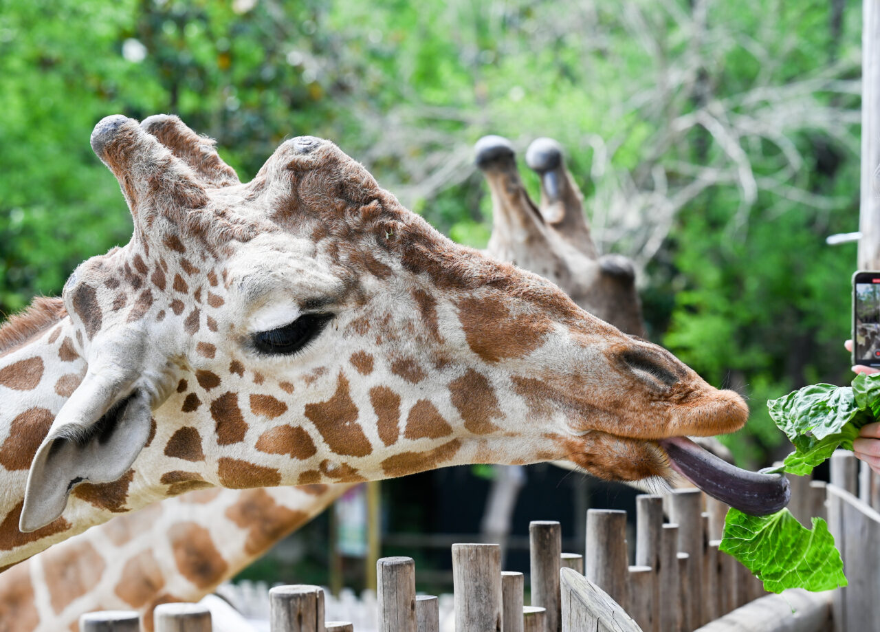 Chattanooga Zoo, Friday, May 13, 2022.