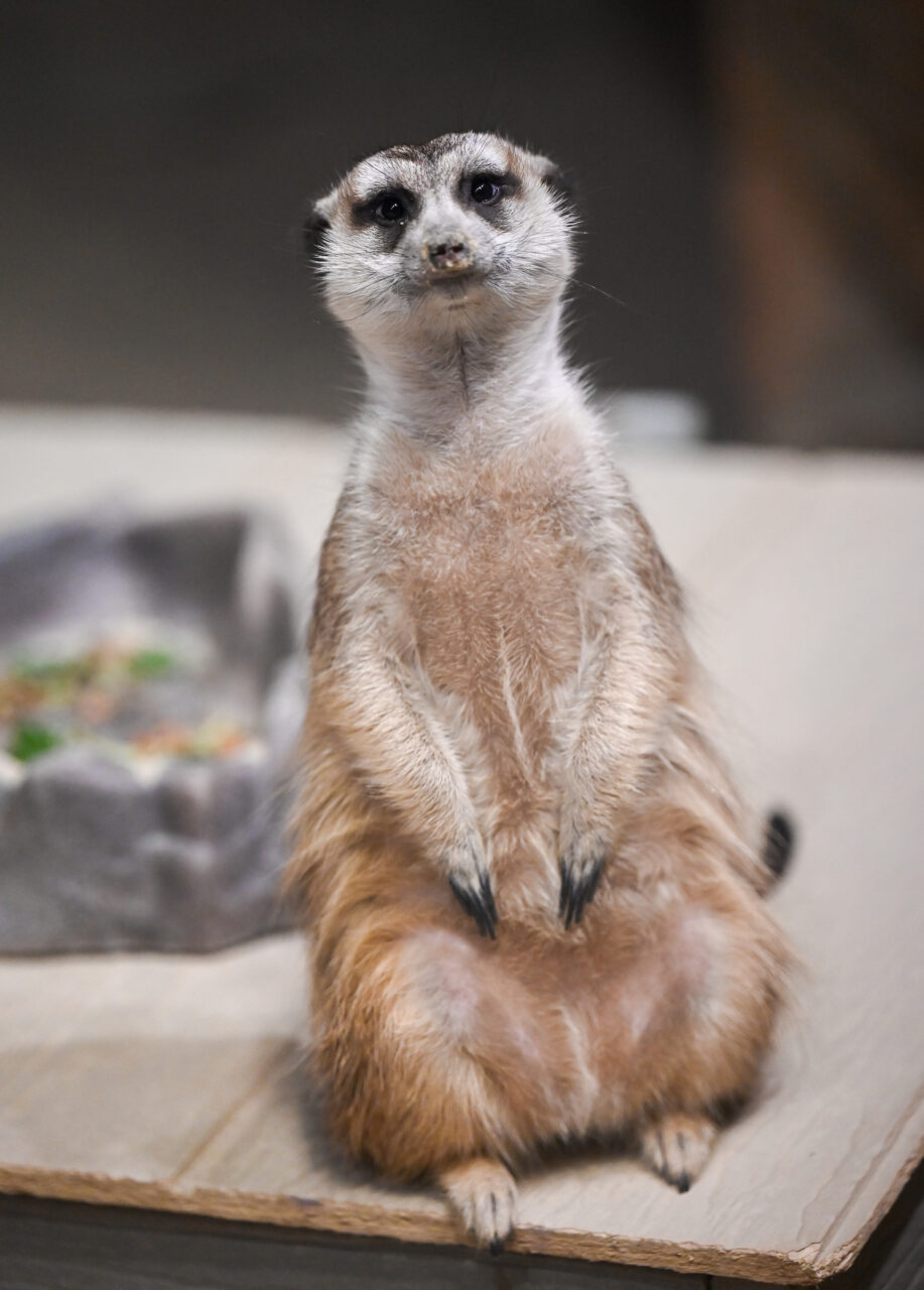 Chattanooga Zoo, Friday, May 13, 2022.