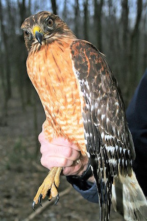 Red-Shouldered Hawk