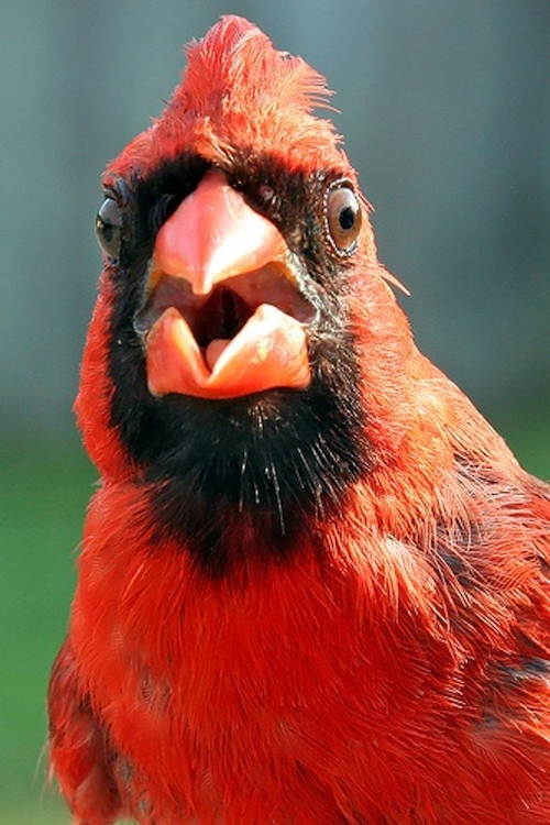 Northern Cardinal