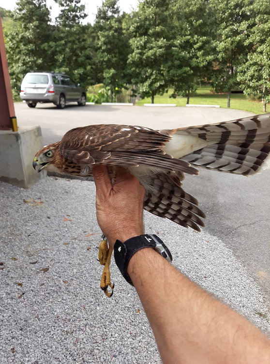 Cooper's Hawk