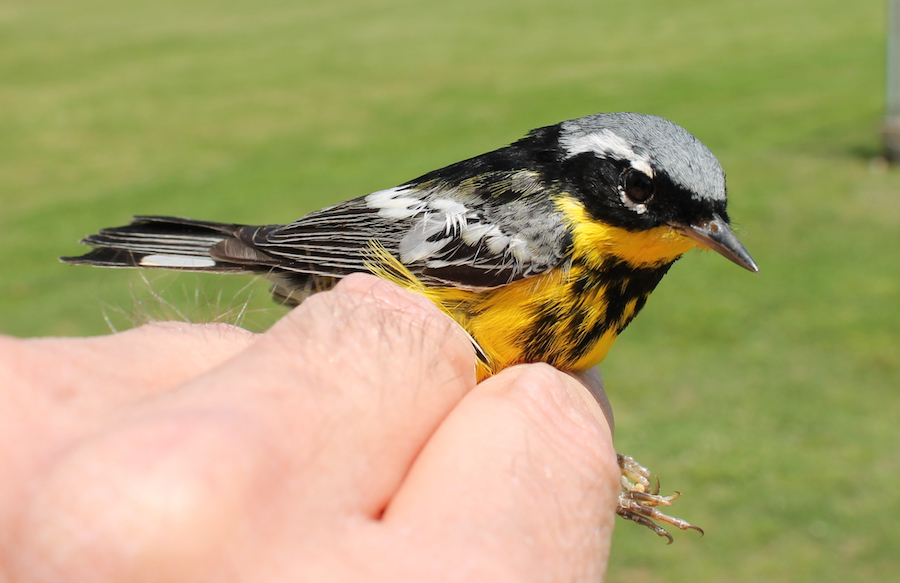 Magnolia Warbler