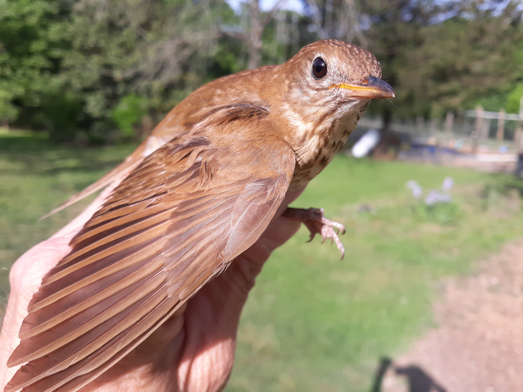 Veery