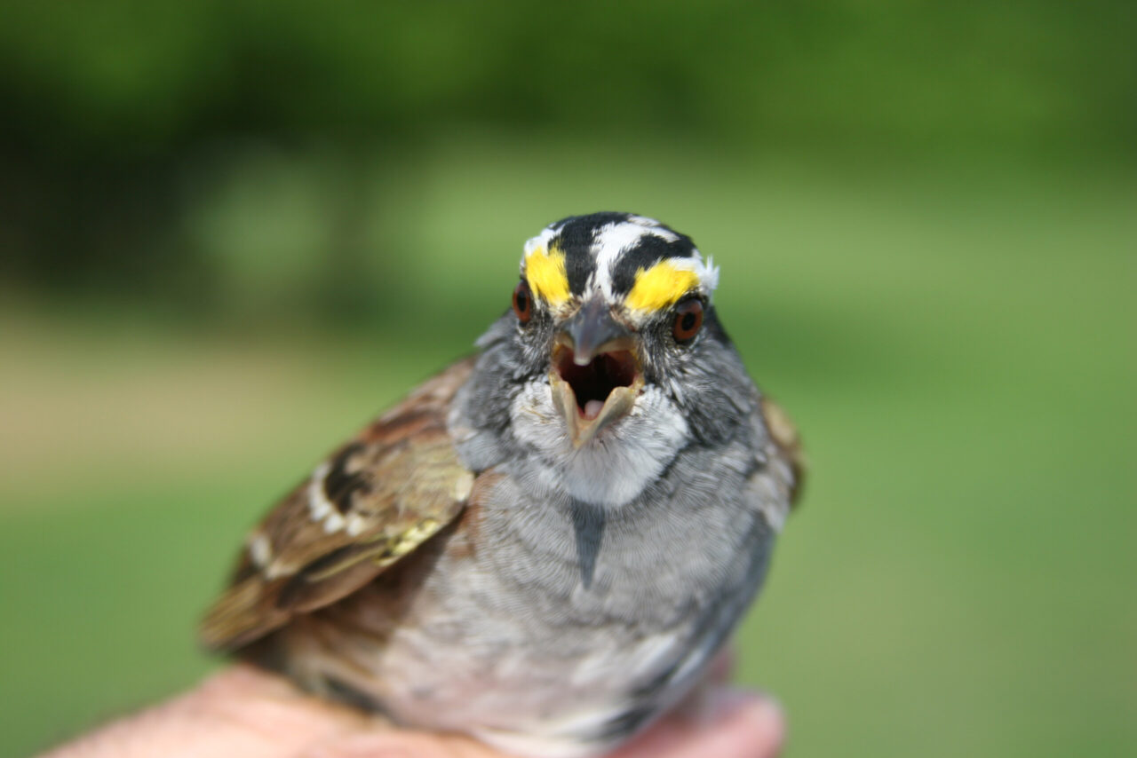 White-Throated Sparrow
