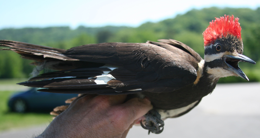 Pileated Woodpecker