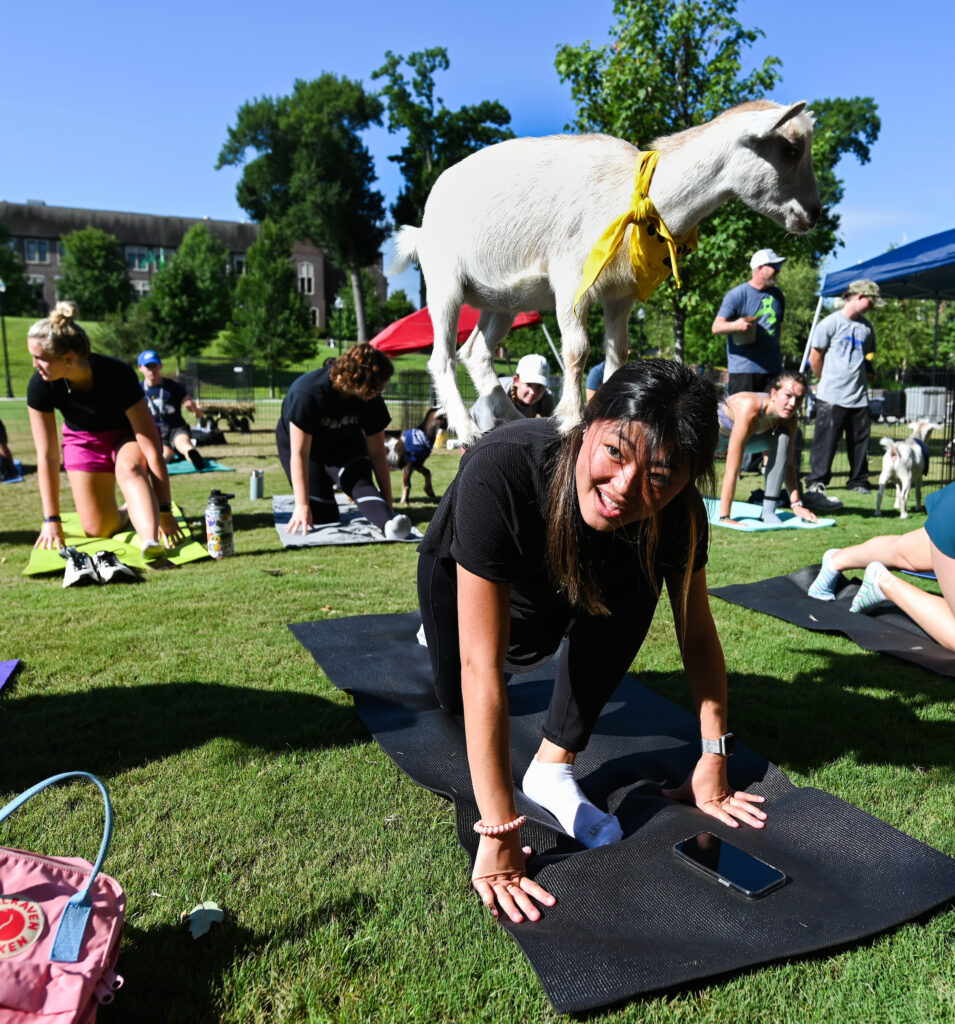 Goat Yoga, a new UTC campus tradition.