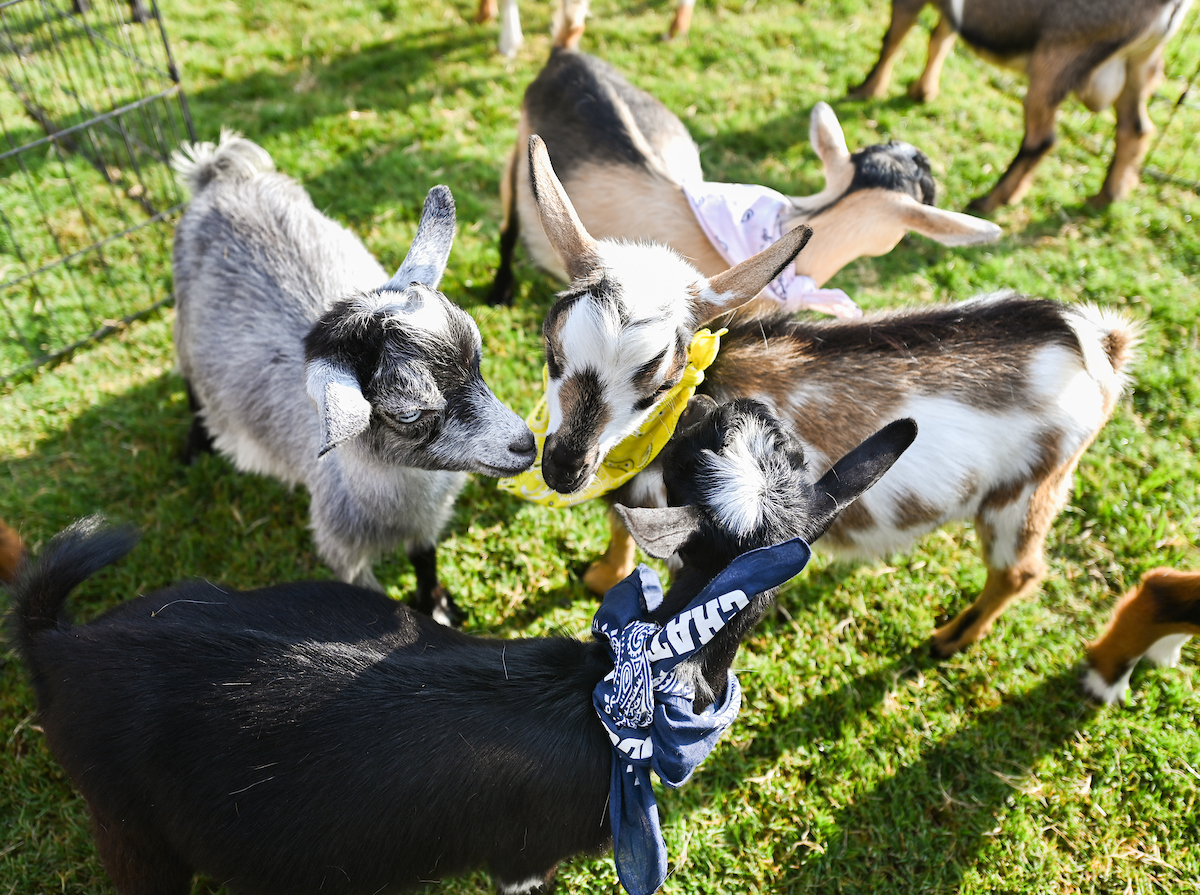 Goat Yoga-22-