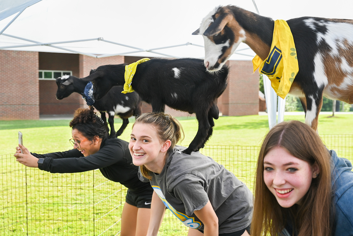 Goat Yoga-22-