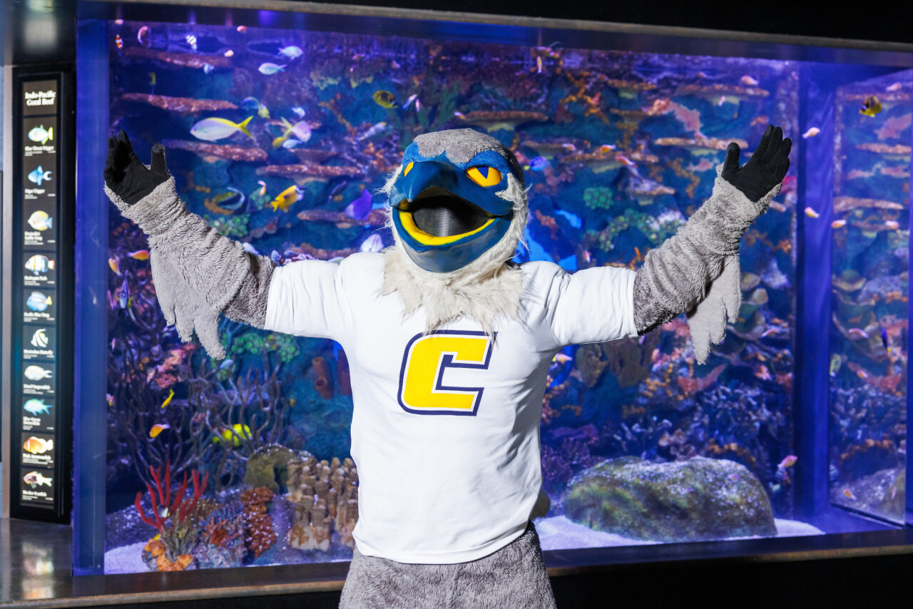 University of Tennessee at Chattanooga mascot Scrappy poses in front of the Indo-Pacific Reef exhibit at the Tennessee Aquarium.