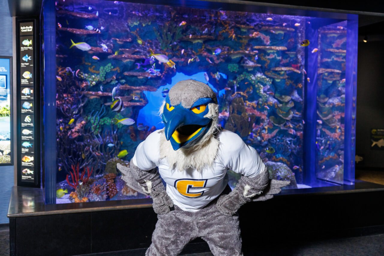 University of Tennessee at Chattanooga mascot Scrappy poses in front of the Indo-Pacific Reef exhibit at the Tennessee Aquarium.