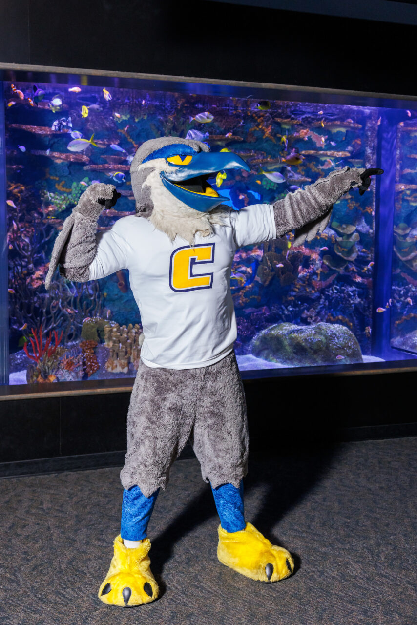University of Tennessee at Chattanooga mascot Scrappy poses in front of the Indo-Pacific Reef exhibit at the Tennessee Aquarium.