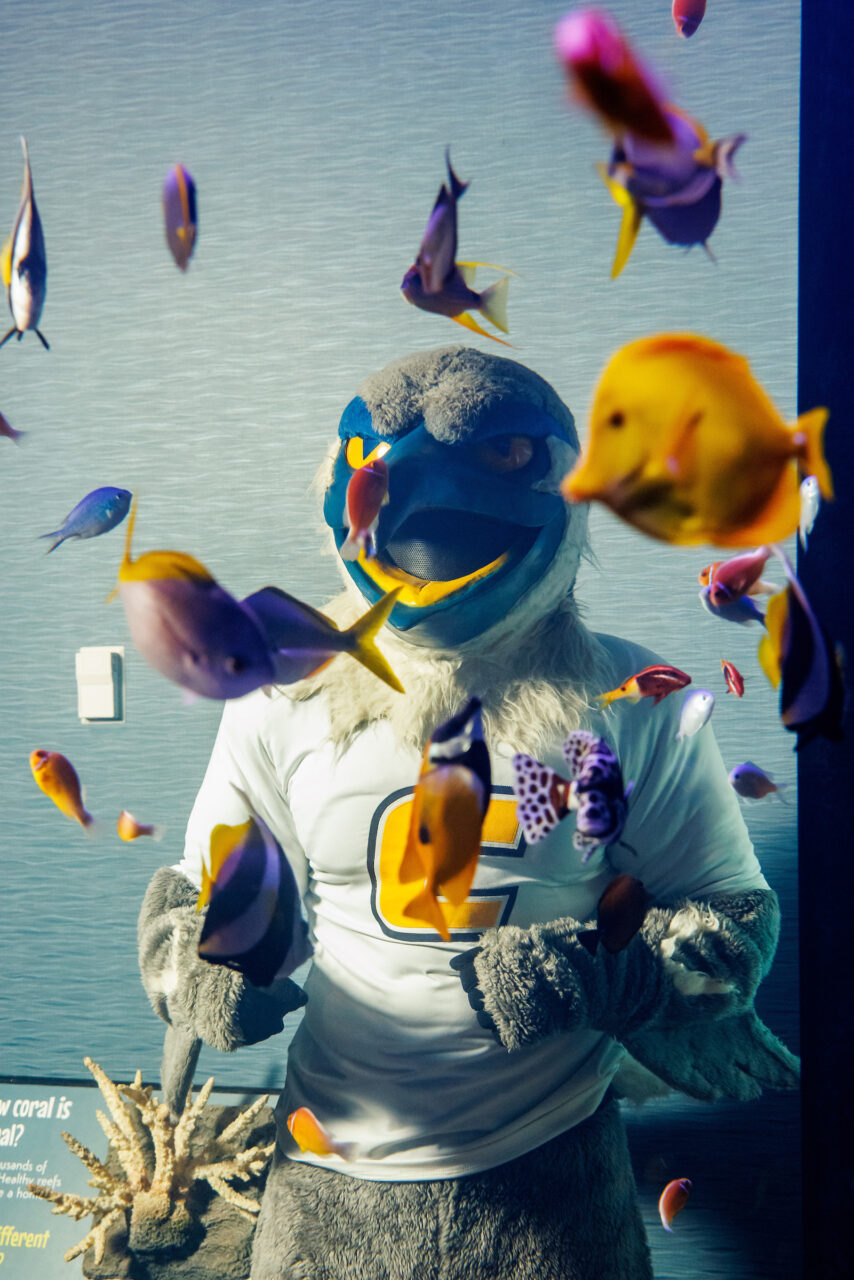 University of Tennessee at Chattanooga mascot Scrappy poses in front of the Indo-Pacific Reef exhibit at the Tennessee Aquarium.