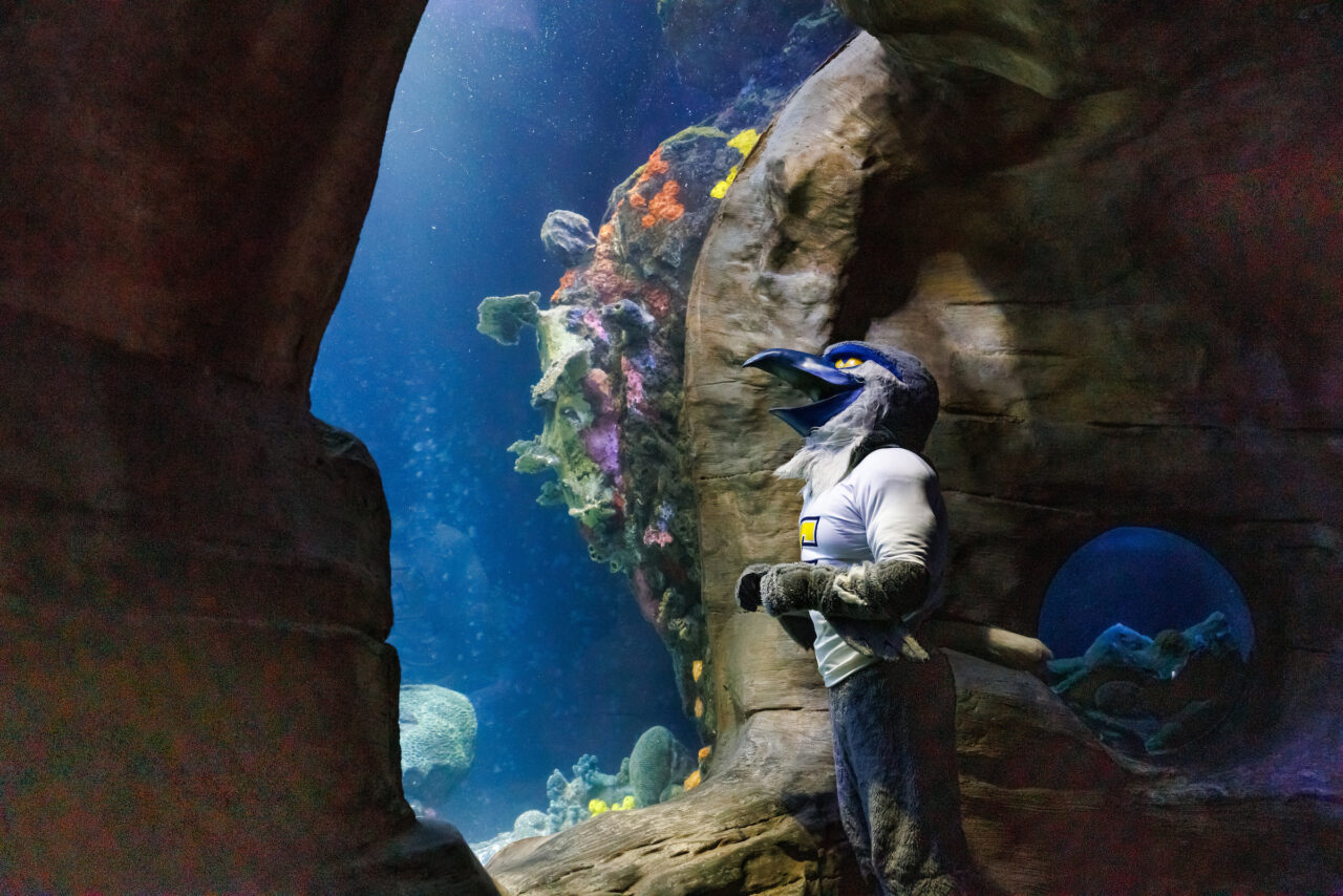 University of Tennessee at Chattanooga mascot Scrappy poses in front of the Secdret Reef exhibit at the Tennessee Aquarium.