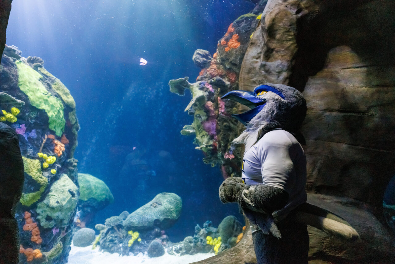 University of Tennessee at Chattanooga mascot Scrappy poses in front of the Secdret Reef exhibit at the Tennessee Aquarium.