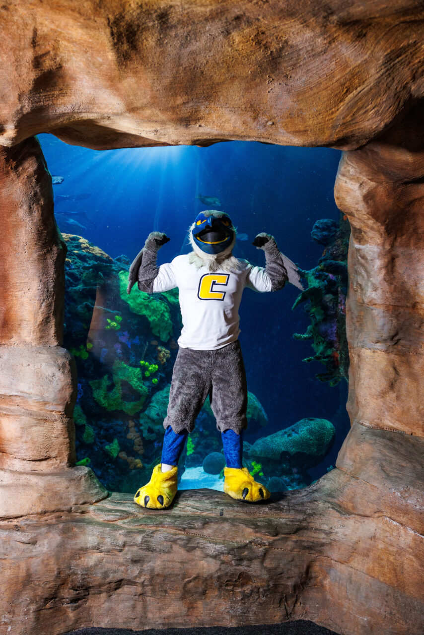 University of Tennessee at Chattanooga mascot Scrappy poses in front of the Secdret Reef exhibit at the Tennessee Aquarium.