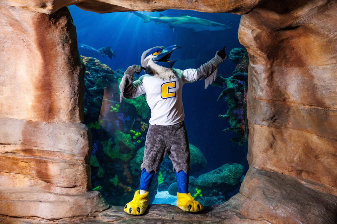University of Tennessee at Chattanooga mascot Scrappy poses in front of the Secdret Reef exhibit at the Tennessee Aquarium.