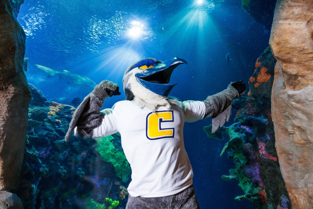 University of Tennessee at Chattanooga mascot Scrappy poses in front of the Secdret Reef exhibit at the Tennessee Aquarium.
