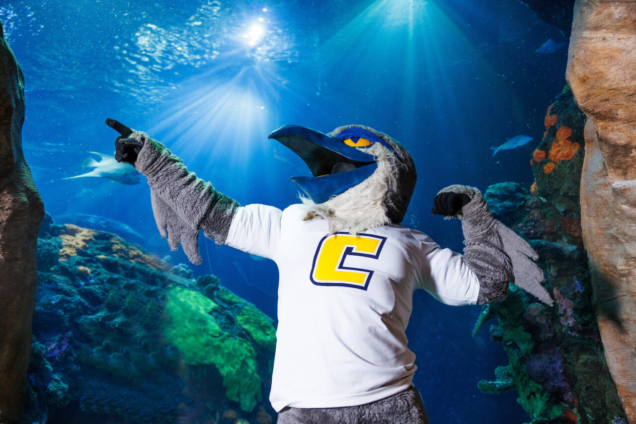 University of Tennessee at Chattanooga mascot Scrappy poses in front of the Secdret Reef exhibit at the Tennessee Aquarium.