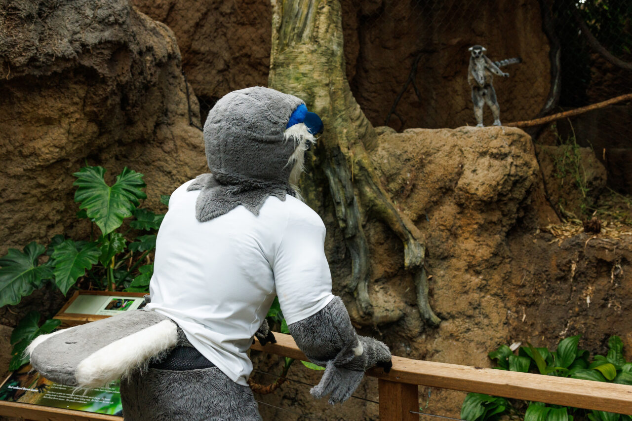 University of Tennessee at Chattanooga mascot Scrappy explores the Lemur Forest at the Tennessee Aquarium.