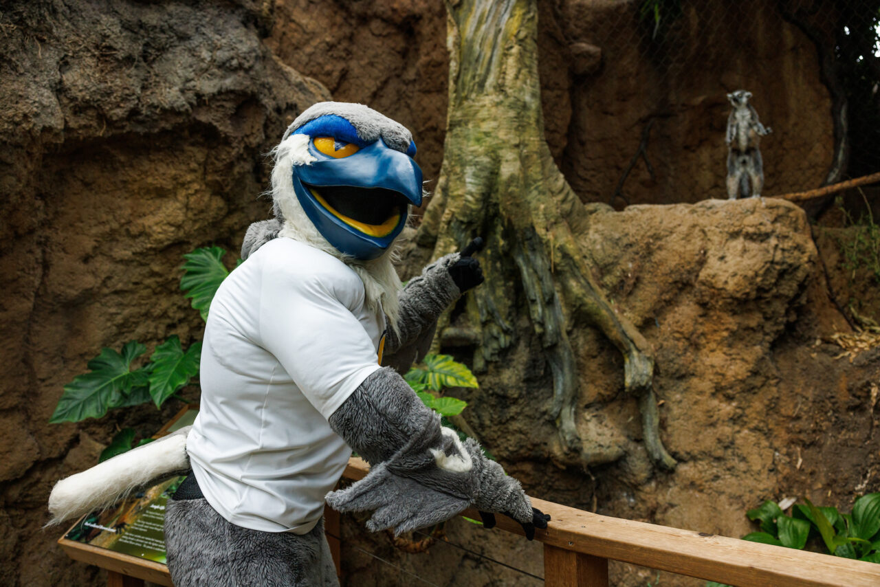 University of Tennessee at Chattanooga mascot Scrappy explores the Lemur Forest at the Tennessee Aquarium.