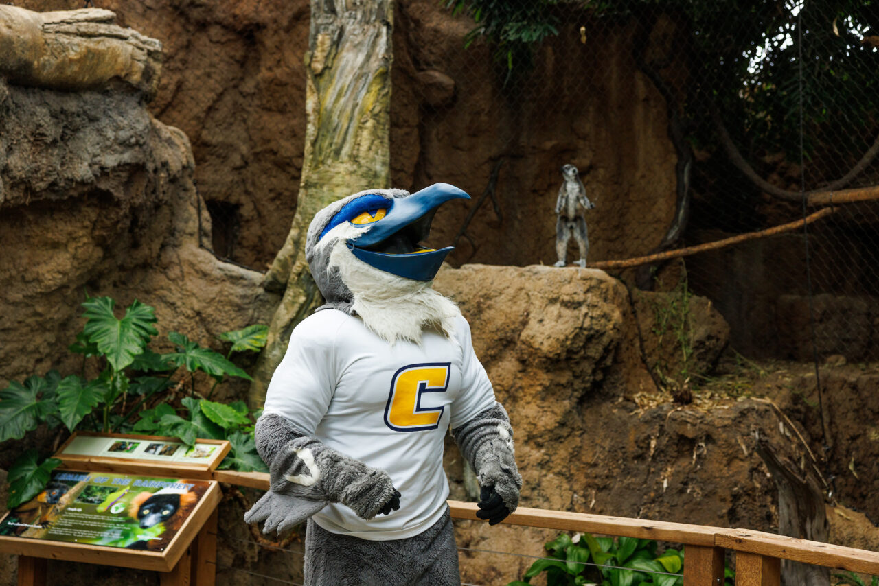 University of Tennessee at Chattanooga mascot Scrappy explores the Lemur Forest at the Tennessee Aquarium.