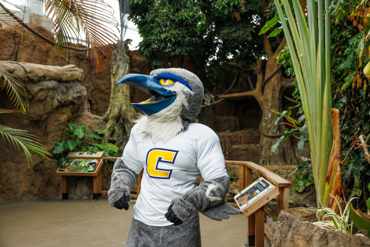 University of Tennessee at Chattanooga mascot Scrappy explores the Lemur Forest at the Tennessee Aquarium.