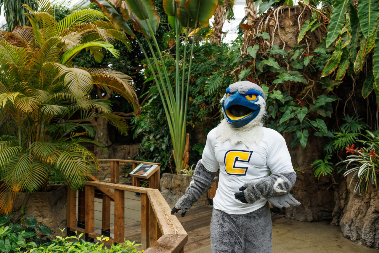 University of Tennessee at Chattanooga mascot Scrappy explores the Lemur Forest at the Tennessee Aquarium.