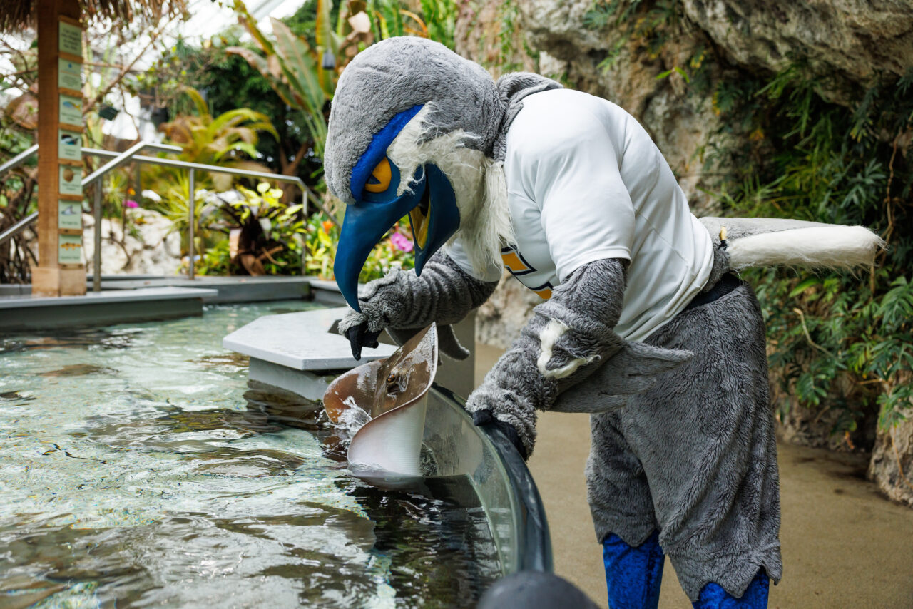 University of Tennessee at Chattanooga mascot Scrappy touches a Southern Stingray in Stingray Bay at the Tennessee Aquarium.