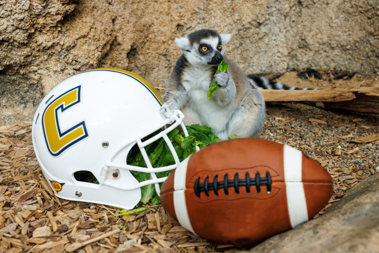 A Ring-tailed Lemur (Lemur catta) with a University of Tennessee at Chattanooga football helmet.