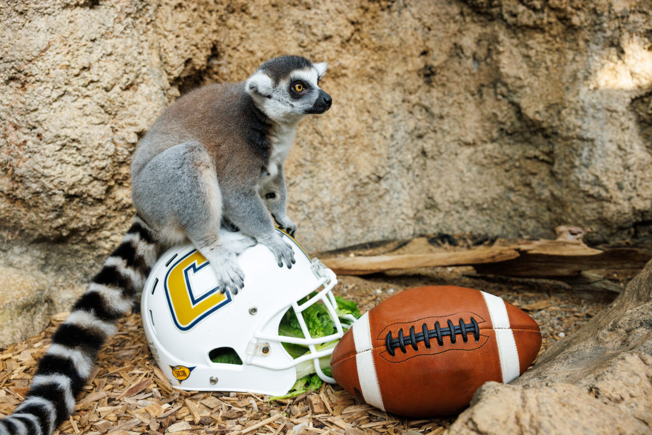 A Ring-tailed Lemur (Lemur catta) with a University of Tennessee at Chattanooga football helmet.