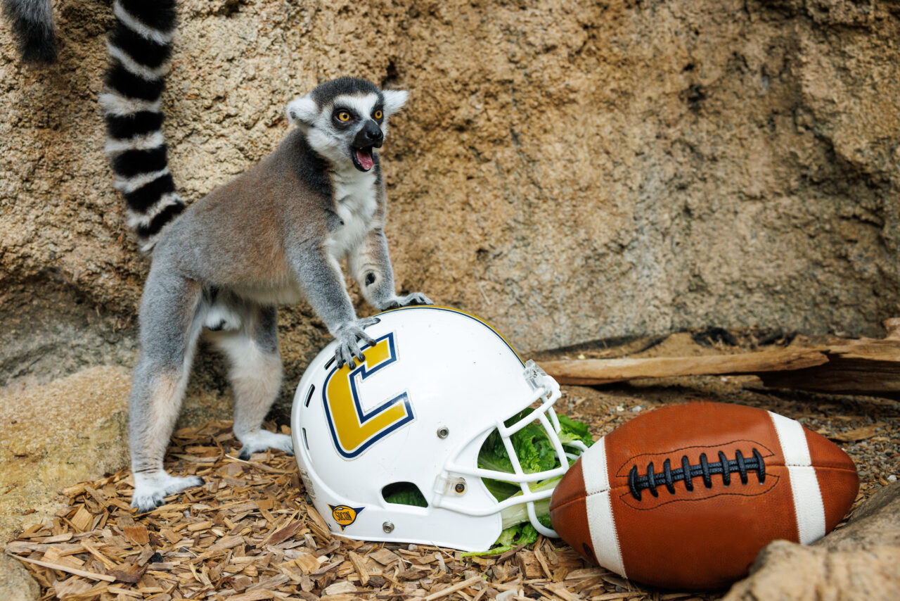 A Ring-tailed Lemur (Lemur catta) with a University of Tennessee at Chattanooga football helmet.