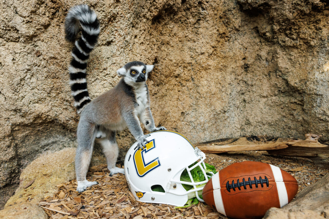 A Ring-tailed Lemur (Lemur catta) with a University of Tennessee at Chattanooga football helmet.