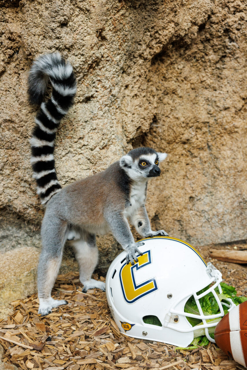 A Ring-tailed Lemur (Lemur catta) with a University of Tennessee at Chattanooga football helmet.