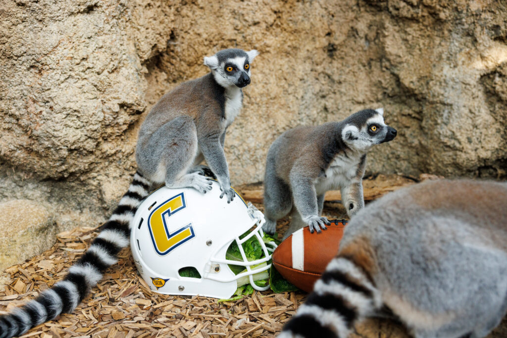 A Ring-tailed Lemur (Lemur catta) with a University of Tennessee at Chattanooga football helmet.