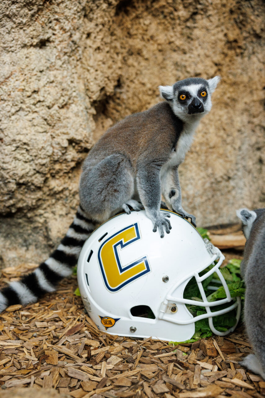 A Ring-tailed Lemur (Lemur catta) with a University of Tennessee at Chattanooga football helmet.
