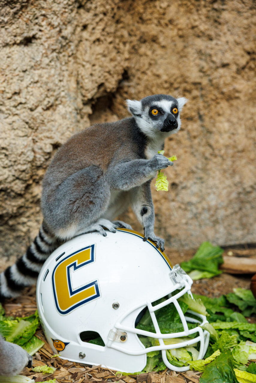 A Ring-tailed Lemur (Lemur catta) with a University of Tennessee at Chattanooga football helmet.