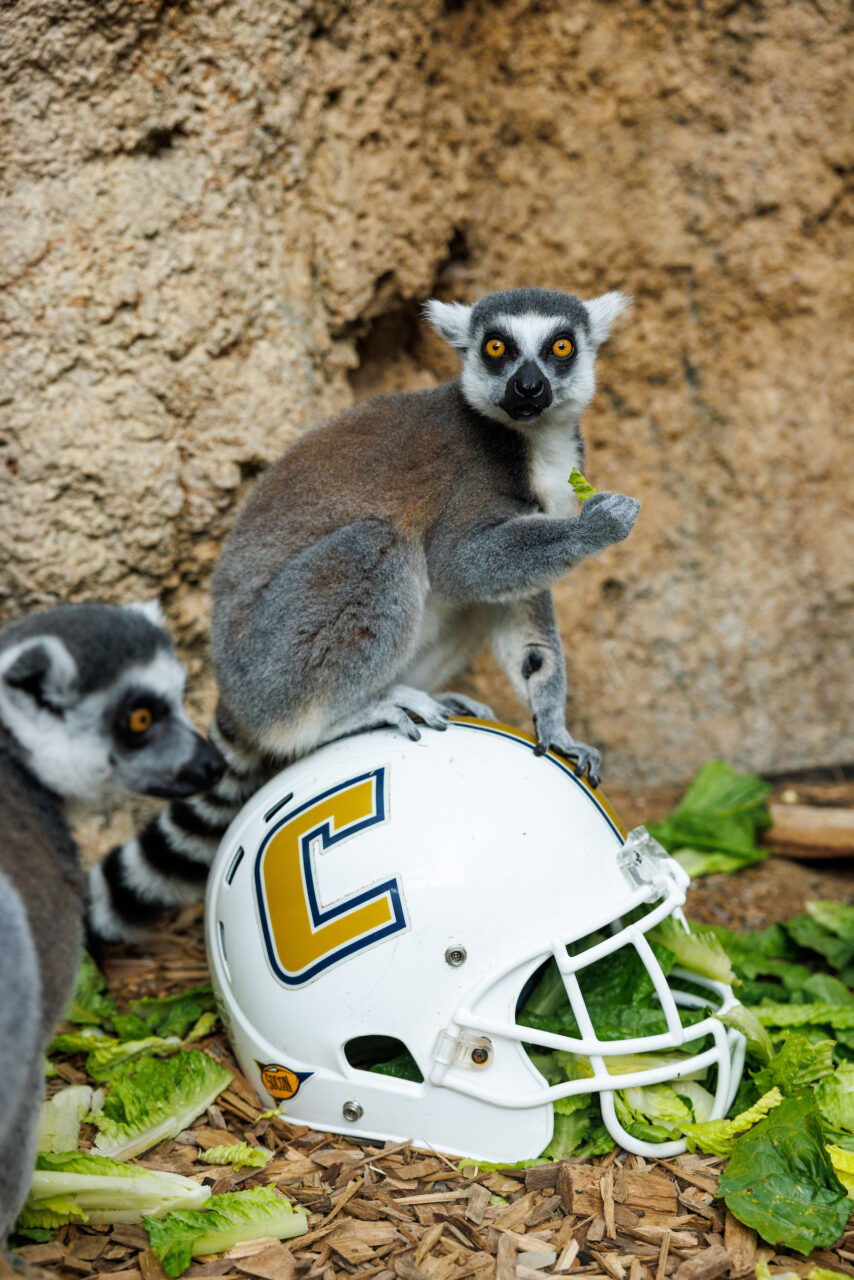 A Ring-tailed Lemur (Lemur catta) with a University of Tennessee at Chattanooga football helmet.