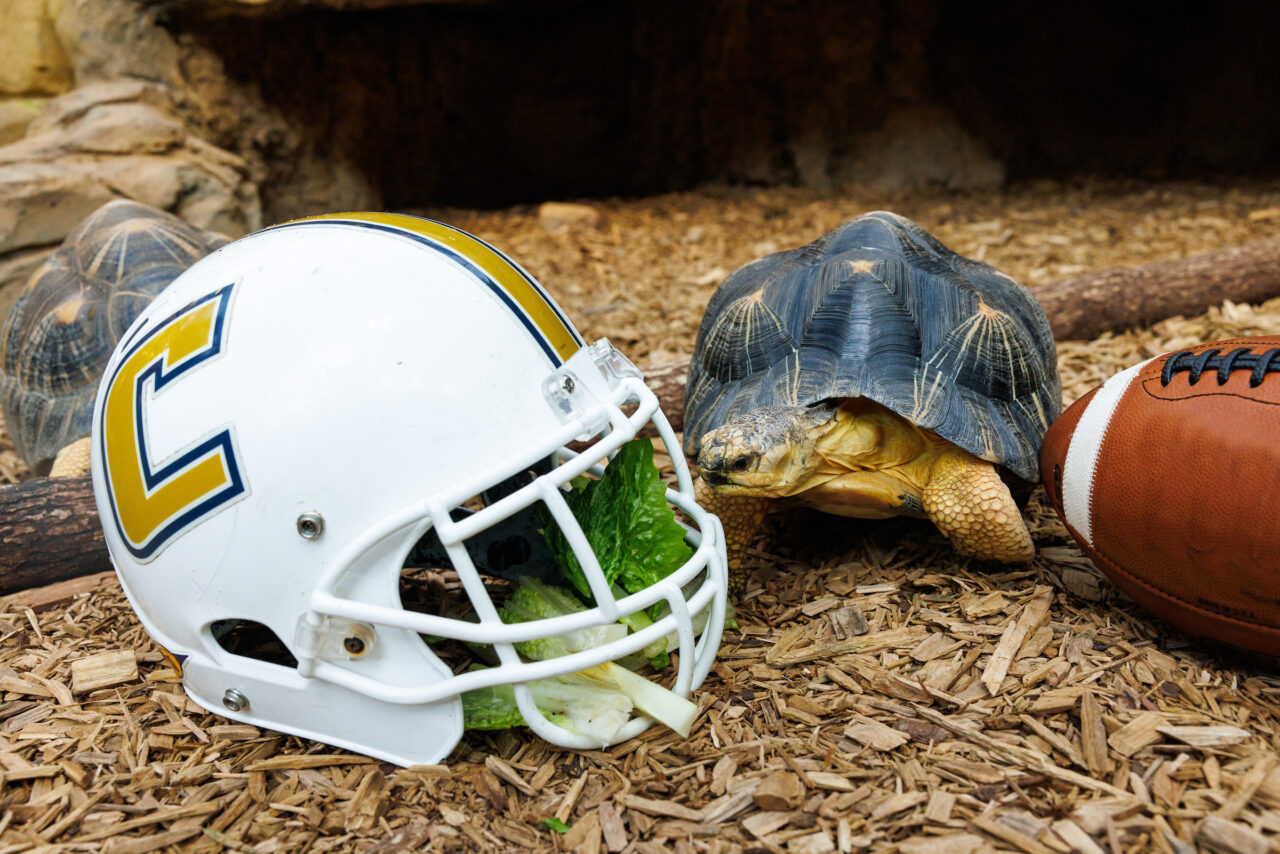 A Radiated Tortoise (Astrochelys radiata) with a University of Tennessee at Chattanooga football helmet.