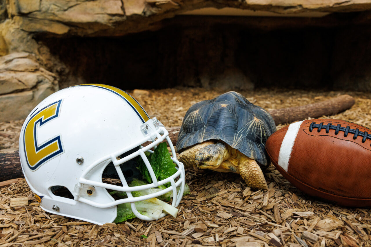 A Radiated Tortoise (Astrochelys radiata) with a University of Tennessee at Chattanooga football helmet.