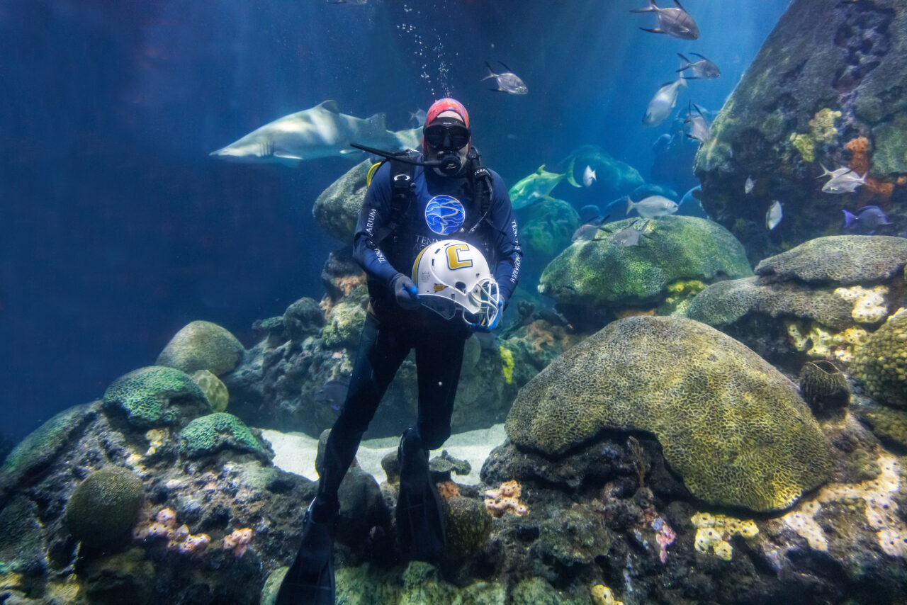 Volunteer diver Jimmy Lowrey holds a University of Tennessee at Chattanooga football helmet in the Secret Reef at the Tennessee Aquarium.